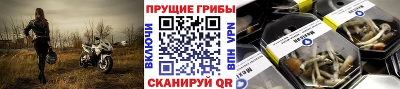 Купить где  Черногорск  Псилоцибиновые грибы GOLDEN TEACHER 